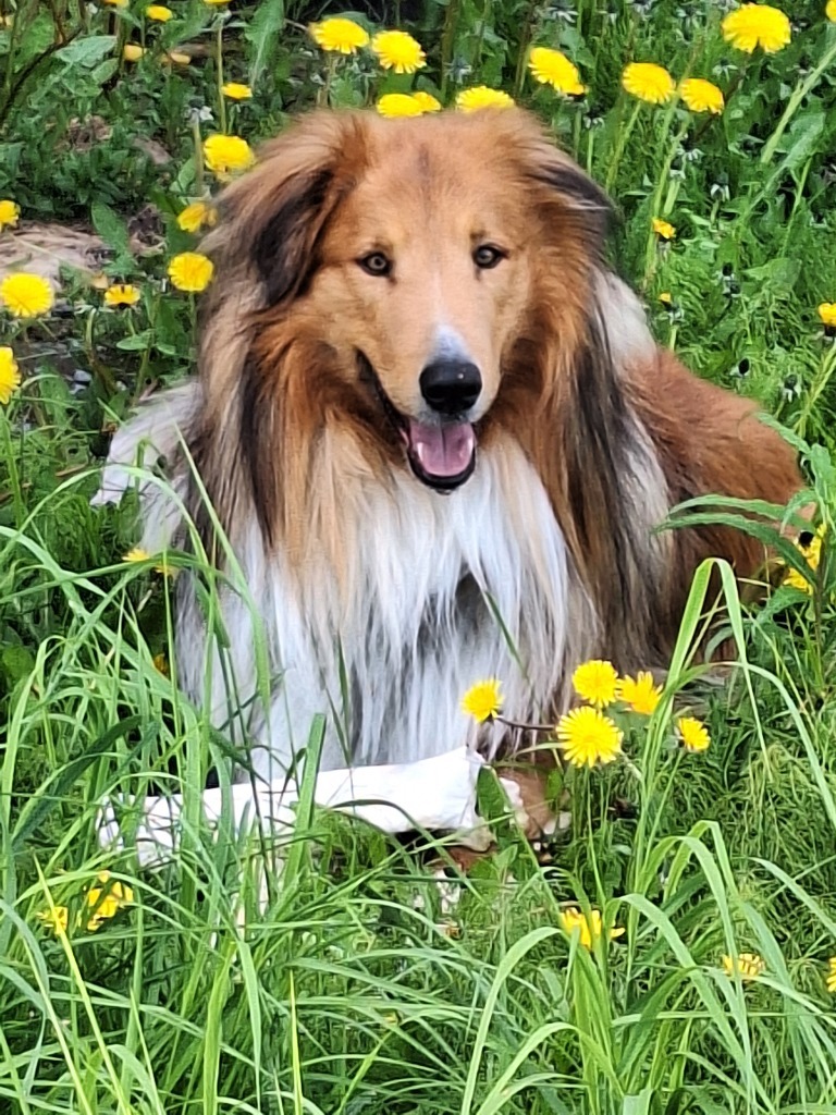 Cody, an adoptable Collie in Kenai, AK, 99611 | Photo Image 6
