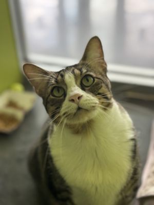 Garen Domestic Medium Hair Cat