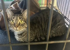 Allie, Adult Female Domestic Short Hair
