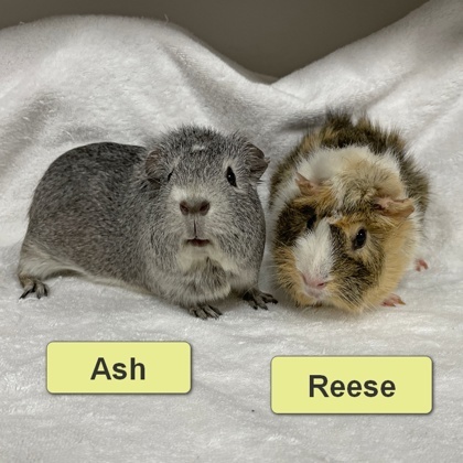 Ash