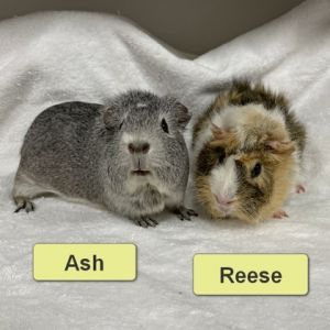 Ash, Adult Female Guinea Pig