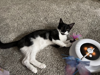 Mochi
