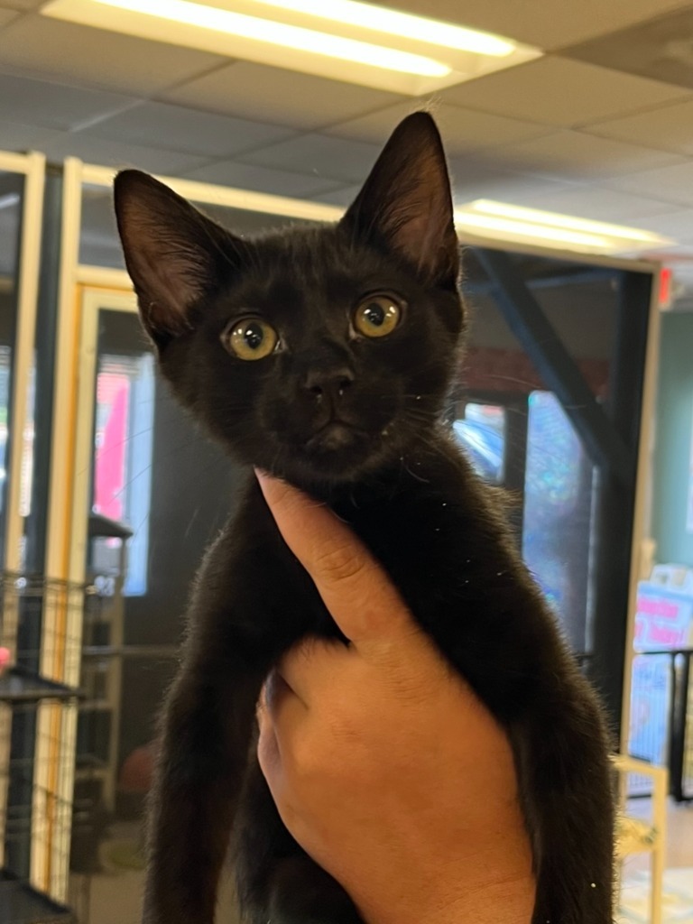 Luke, an adoptable Domestic Short Hair in Heber City, UT, 84032 | Photo Image 1