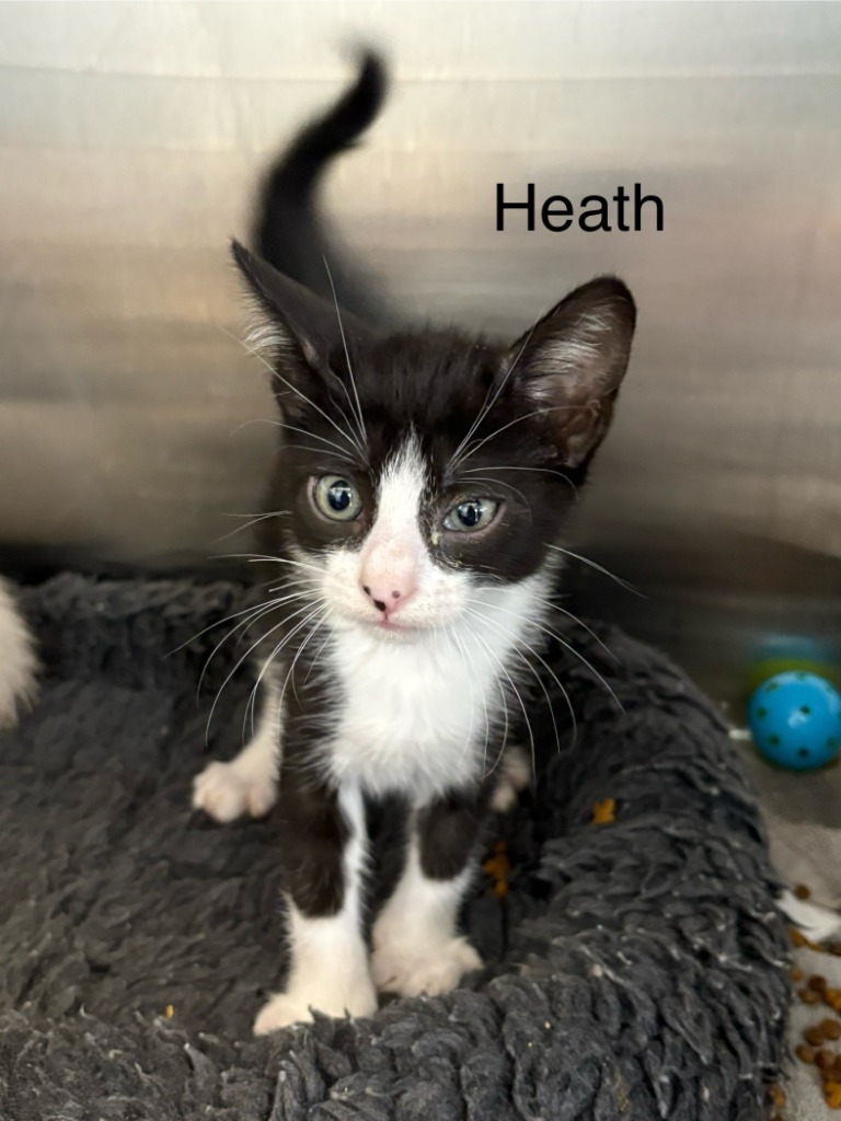 Heath, an adoptable Domestic Short Hair in Heber City, UT, 84032 | Photo Image 1