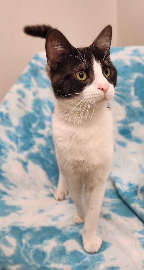 Kapu, an adoptable Domestic Short Hair in Superior, WI, 54880 | Photo Image 1