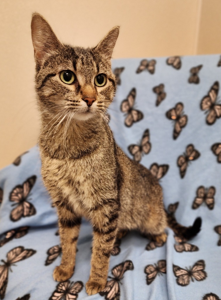Abigail, an adoptable Domestic Short Hair in Superior, WI, 54880 | Photo Image 1