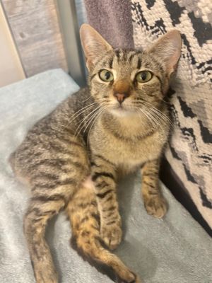 Kitty, Young Female unknown