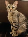Kitty photo 2