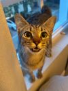 Kitty photo 3
