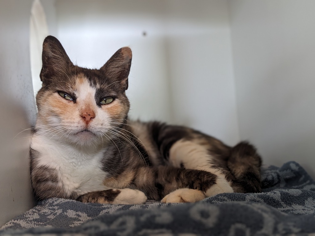 Mittens