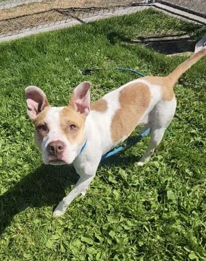 Daisy Mixed Breed Dog