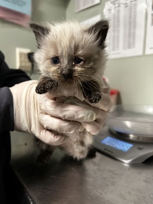 Fontana, an adoptable Himalayan, Domestic Short Hair in Picayune, MS, 39466 | Photo Image 1