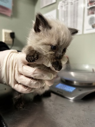 Fontana, an adoptable Himalayan, Domestic Short Hair in Picayune, MS, 39466 | Photo Image 2