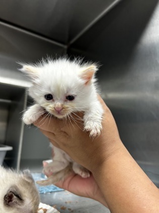 Fantasia, an adoptable Himalayan, Domestic Short Hair in Picayune, MS, 39466 | Photo Image 1