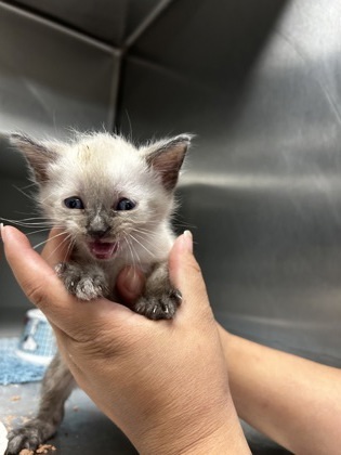 Faberge, an adoptable Himalayan, Domestic Short Hair in Picayune, MS, 39466 | Photo Image 1
