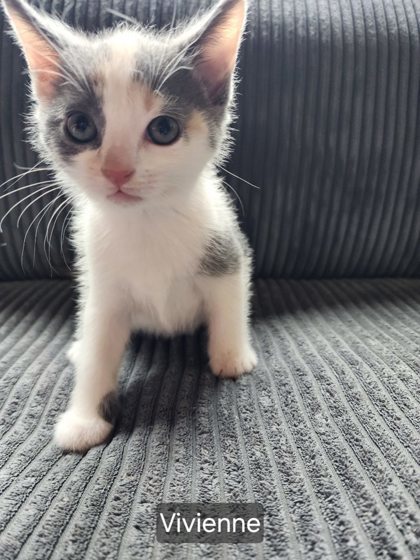 Viv