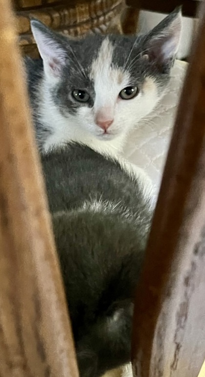Viv