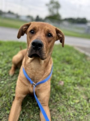 Meet Scooby Once outside he pulls a little bit because he is so excited to be out in the fresh