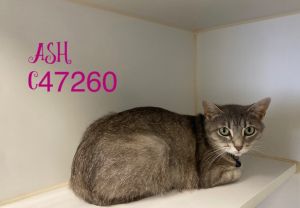 Ash, Adult Female Domestic Short Hair
