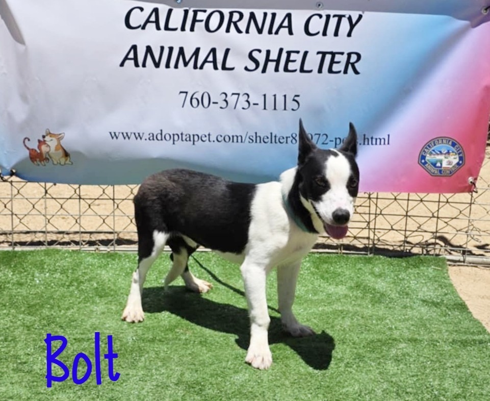 Bolt