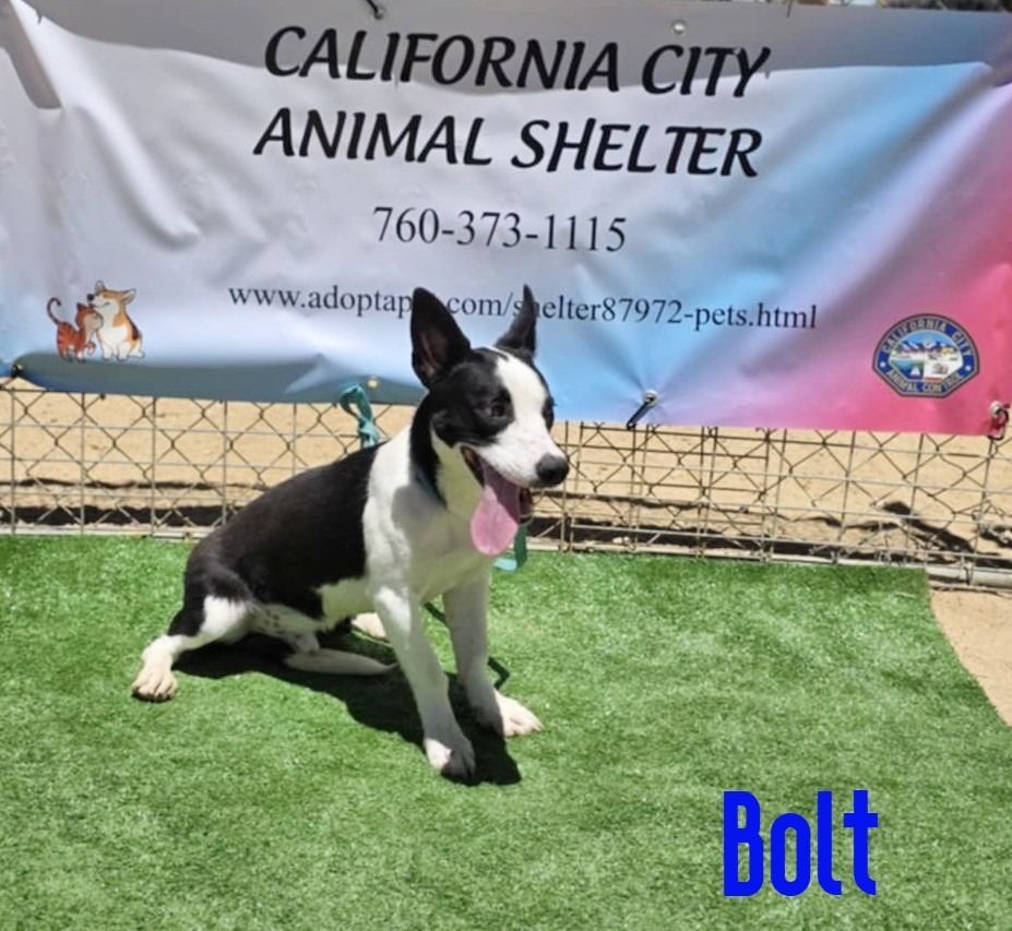 Bolt