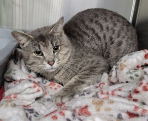 Goofball, Young Male Domestic Short Hair