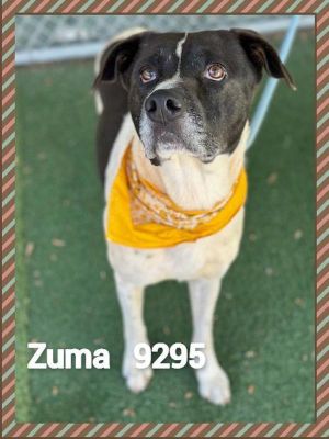 ANIMAL ID 9295 Introducing Zuma He was brought to the shelter on 410 because his former pet paren