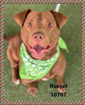 ANIMAL ID 10707 Russet is a handsome hunk He was on an adventure when spotted and arrived to the s