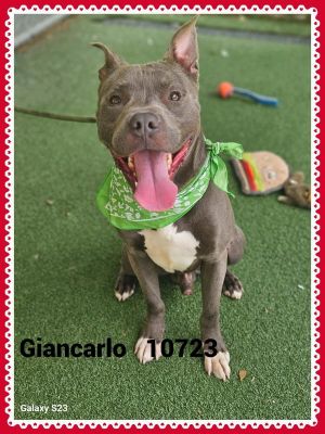 Giancarlo (54) Pit Bull Terrier Dog