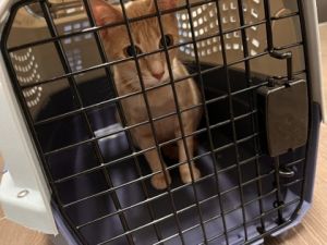 Oranges, Adult Female Domestic Short Hair