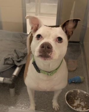 Martha Pit Bull Terrier Dog