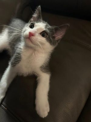 Parker, Baby Male Domestic Short Hair