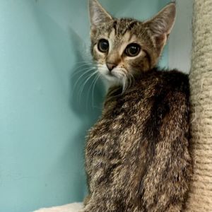 Please visit our website wwwferalfelinefriendsorg to learn more about this feline and to see other