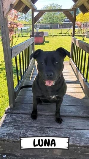 Luna, Adult Female unknown