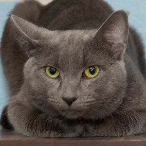 Castle, Young Male Domestic Short Hair