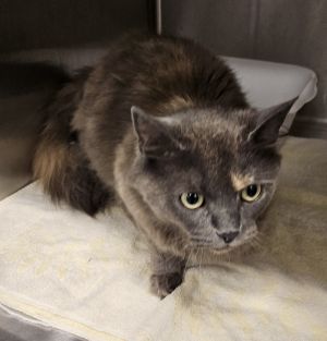 Freya, Adult Female Domestic Long Hair