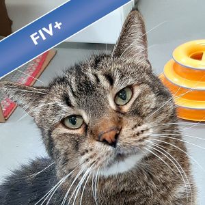 Prince -- Bonded Buddy With Mittens, Adult Male unknown