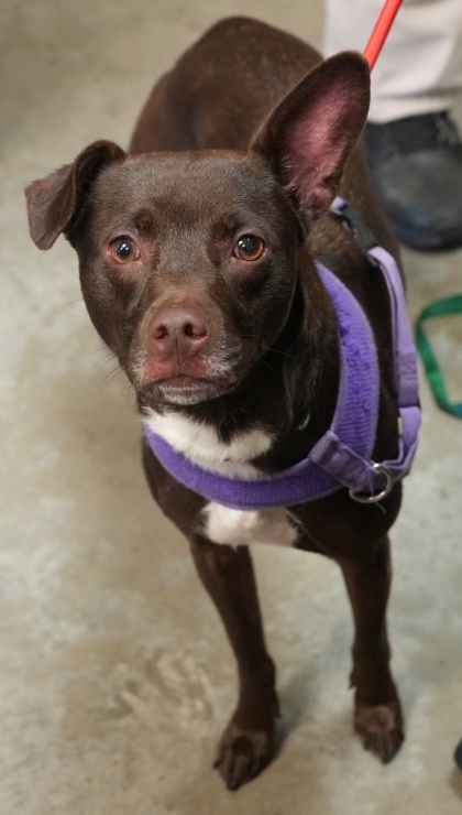 Hazel