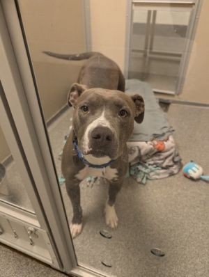 Moonpie Pit Bull Terrier Dog