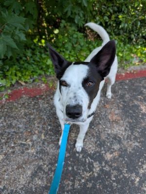 Albie Border Collie Dog
