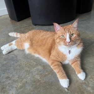 Nimbus, Senior Male Domestic Short Hair