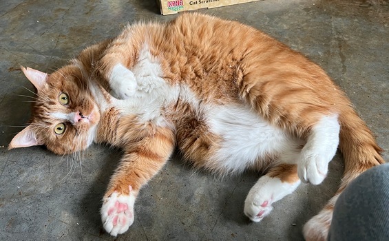 Nimbus