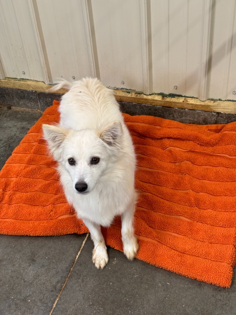Ariel, an adoptable American Eskimo Dog in Hastings, NE, 68901 | Photo Image 1