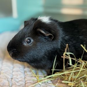 Percy, Adult Male Guinea Pig
