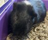 Percy photo 2