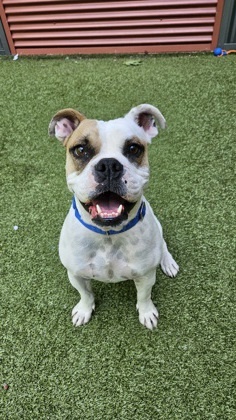 Rusty English Bulldog Dog