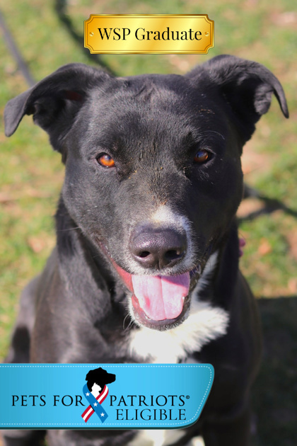 Phoebus, an adoptable Mixed Breed in Walla Walla, WA, 99362 | Photo Image 1