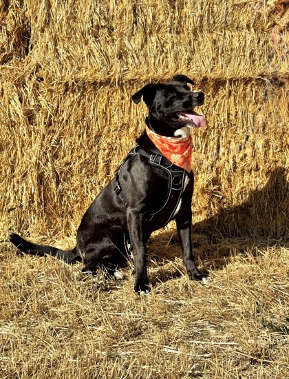 Phoebus, an adoptable Mixed Breed in Walla Walla, WA, 99362 | Photo Image 2