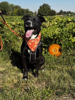 Phoebus, an adoptable Mixed Breed in Walla Walla, WA, 99362 | Photo Image 3