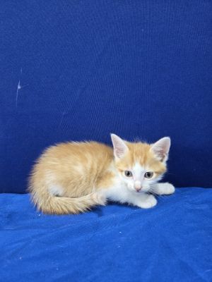 Frito, Baby Male American Shorthair